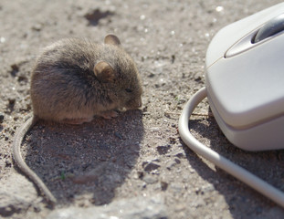 live mouse and computer mouse #4 of 4