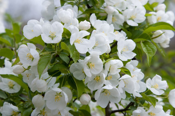 petals white