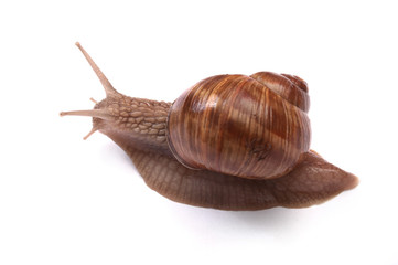 snail isolated on white background