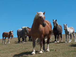 Obraz premium chevaux de montagne