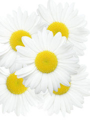 marguerittes