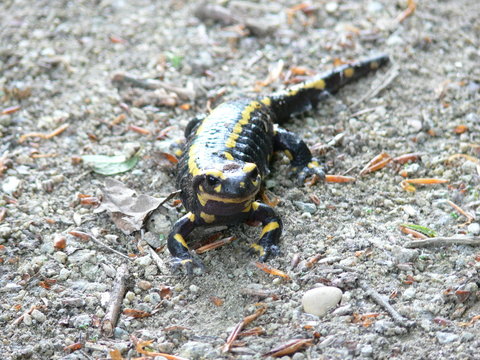 salamandre