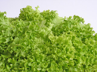 salad green