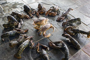 battle of the shellfish