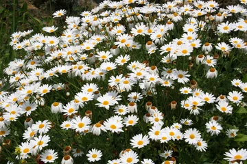 Tableaux ronds sur plexiglas Marguerites field of daisies