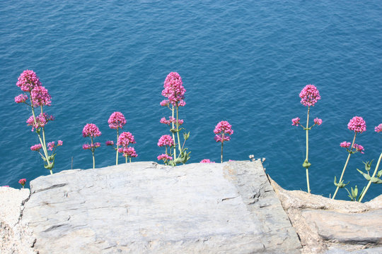 Fototapeta flowers against the water
