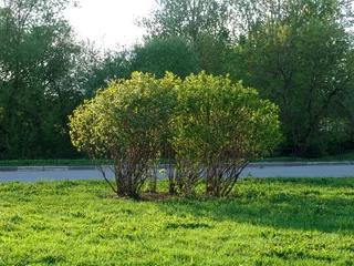 Deurstickers Bestemmingen bush 1
