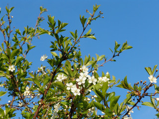 cherry flower 3