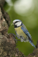 mésange bleue, parus caeruleus,nourrissage