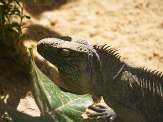Fototapeta premium sleeping lizard