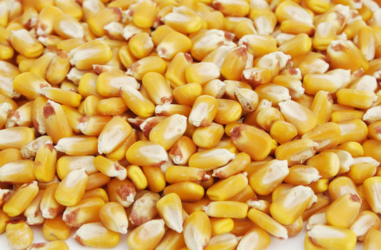 kernels of corn 4