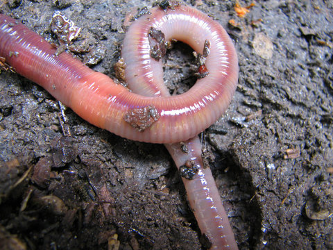 worm