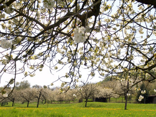 Fototapeta premium kirschblüte
