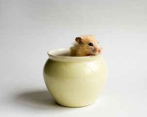 hamster in the pot