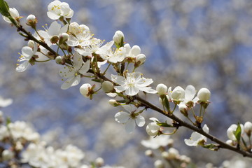 blooming tree