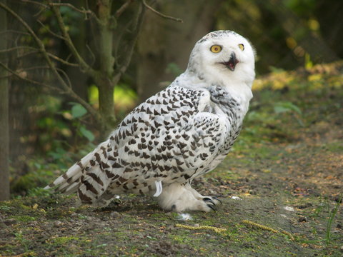 schnee-eule im zoo