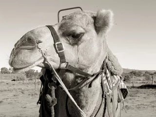 Papier Peint photo Lavable Chameau camello