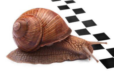 snail racing - 700338