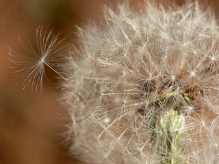 Fototapeta premium seedy dandelion