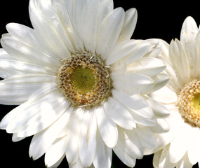 gerber daisy