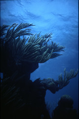soft corals in blue water, bermuda