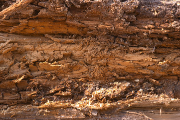 wood
