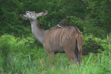 kudu shake