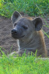 hyaena
