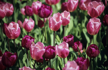 pink tulip background