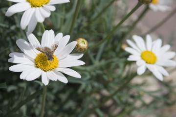 Fototapeta premium marguerite