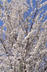 spring fruit tree blossoms