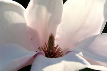 Photo sur Aluminium Magnolia magnolia