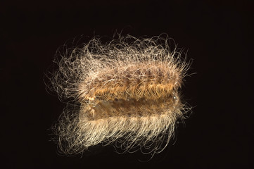 the worm