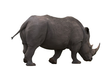 rhino