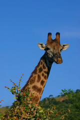 giraffe im krüger park