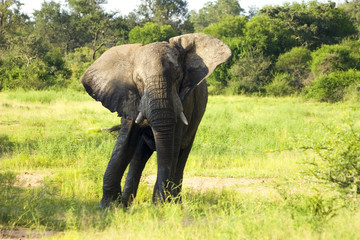 wilder elefant im krüger park, südafrika