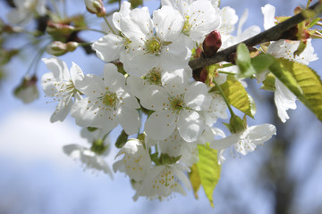 cherry blossoms