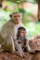 Fototapeta na wymiar karmienie monkey