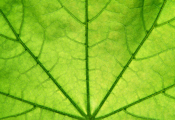 feuille verte