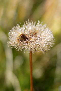 pusteblume