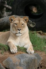 resting lioness 2