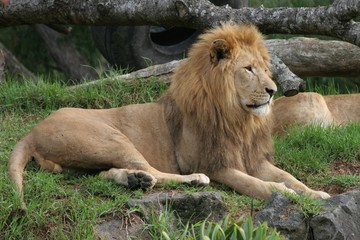 lion 1