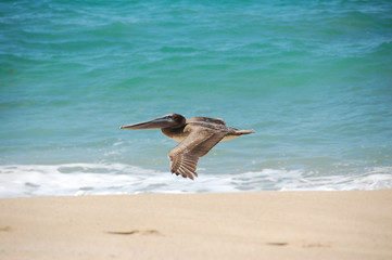 pelican