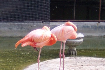Fototapeta na wymiar two flamingos