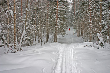 winter forest. skier