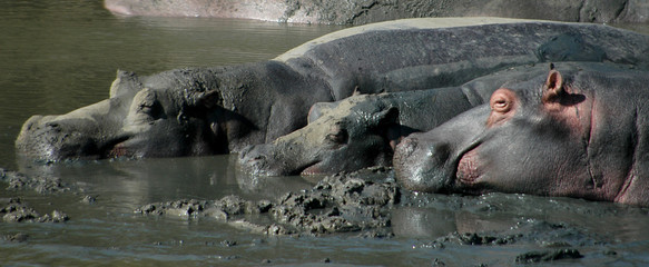 three sleeping hippos