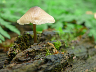 toadstool