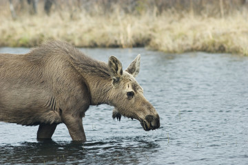 young female moose