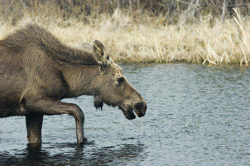 young female moose wading the pond