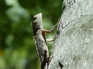 lizard
